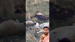 lione baby full enjoy jungle shorts youtubeshorts wildlife animals trendingreels viralreels [upl. by Alekin]