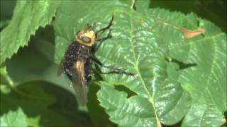 Tachinid Fly Tachina grossa La Romiere France [upl. by Ailad]