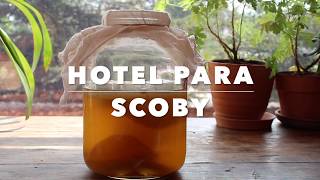 Hotel para SCOBY [upl. by Sascha]