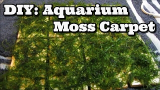 DIY Moss Carpet Aquarium  Java Moss [upl. by Rogers101]