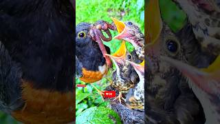 Mother bird feeding babies nature birdlife [upl. by Gaskins]