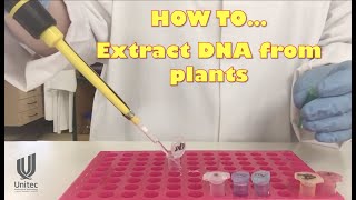 HOW TO extract plant DNA [upl. by Aaronson180]