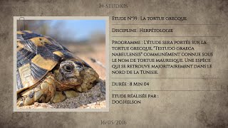 LA TORTUE GRECQUE  TESTUDO GRAECA NABEULENSIS  Tortue mauresque [upl. by Rodge]