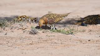 Pin tailed sandgrouse [upl. by Haneen]