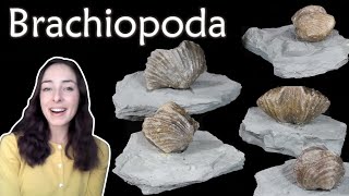 Brachiopoda  Invertebrate Paleontology  GEO GIRL [upl. by Gottfried632]