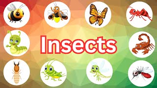 Learn Insects  Insects  Quiz  Kids Learning  guess the Insects  Butterfly  Bee  Mosquito [upl. by Anehs262]