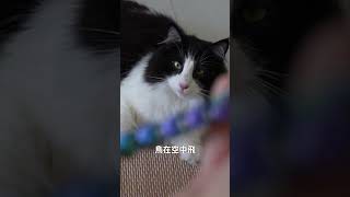 讓貓咪喜歡玩逗貓棒的三個小秘訣｜和那堤開箱壁虎逗貓頭 貓行為訓練師温温 [upl. by Ernestine]