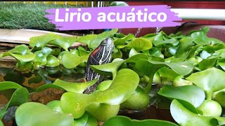 lirio acuáticoplanta flotante [upl. by Broeker730]