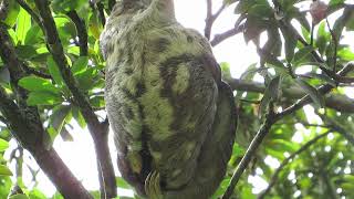 one of the largest arboreal mammals the threetoed sloth [upl. by Service514]