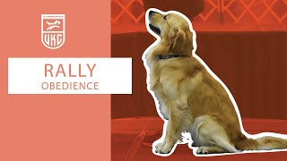 Learn Rally Master Exercises l UKC Rally Obedience [upl. by Eversole]