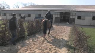 Sébastien Chabal découvre le jumping  Episode 16  JO 2012  Equidia Life [upl. by Yerahcaz]