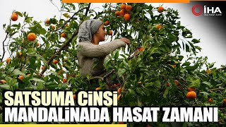 Coğrafi İşaretli Havran Satsuma Mandalinasında Hasat Başladı [upl. by Ahsinak]