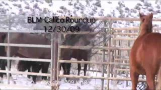 Wild Horse Roundup Calico  123109mov [upl. by Eliga]