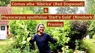 Pruning Cornus alba Sibirica Red Dogwood amp Physocarpus opulifolius Darts Gold Ninebark [upl. by Gill378]