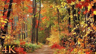 11 HOURS of 4K Enchanting Autumn Nature Scenes  Relaxing Piano Music for Stress Relief [upl. by Dougal]