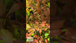 LUDWIGIA REPENS ABSOLUTELY STUNNING AQUARIUM PLANT [upl. by Ainej]