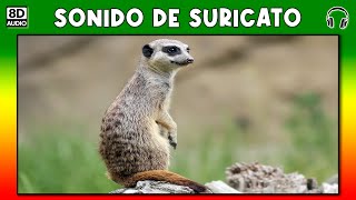 SONIDO DE SURICATO 🐾 SURICATA [upl. by Yssep]