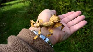 Australische Gespensterschrecke Extatosoma tiaratum © Lothar Lenz [upl. by Eardnoed]