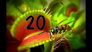 Top 20  Venus flytrap  Venusfliegenfalle [upl. by Ailsa]