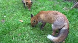 Juvenile Foxes mating [upl. by Anawait]