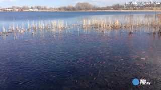 Goldfish army takes over Colorado lake [upl. by Enair865]