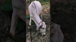 Farmer Vlogs India [upl. by Rexford]