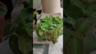 Best flowering hanging plants Episcia plant [upl. by Nnylacissej]