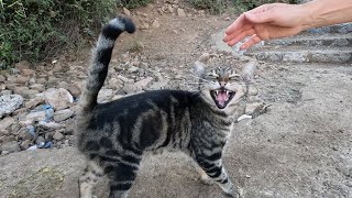 Tabby cat with striped fur is very eager to be petted [upl. by Aisats]