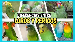 DIFERENCIA entre LORO y PERICO  Cómo distinguirlos ¿Es lo mismo [upl. by Demmy]