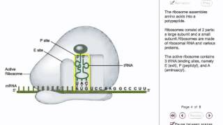 Protein synthesis Animation  translation initiation in prokaryotes [upl. by Uhile]