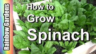 How to Grow Spinach at Home  Spinach From Seed to Harvest  Spinach Seeds  Harvesting Spinach [upl. by Gabbert]