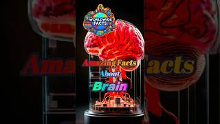 🧠 Amazing Facts About Your Brain amazing didyouknow [upl. by Eirbua774]