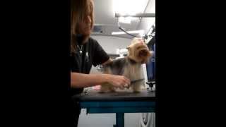 Yorkshire Terrier in a Westie Trim by Jodi Murphy Learn to Groom [upl. by Imeon317]