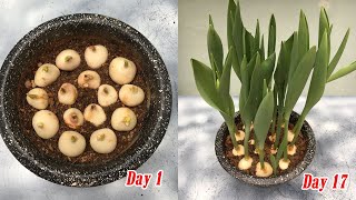 How to plant tulips in pots at home full update [upl. by Rayna]