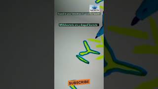 what is staphylococcus bifidobacteria and salmonella bacteriology microbiology [upl. by Mal]