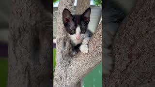 gatos kitty cats catshorts meow catvideos catlover pets cat catlovers catholic pets meo [upl. by Ecnerwal645]