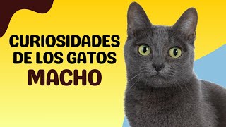 quot🐾 Curiosidades Increíbles sobre Gatos Machos 🐱 ¡Descubre sus Secretos Únicos 🤯✨quot [upl. by Ahsekel]