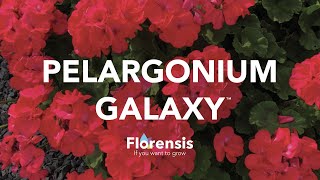 Florensis  Pelargonium Galaxy [upl. by Lussi]