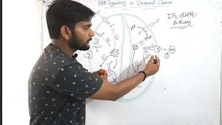 ABA Signalling in stomatal closurePhytohormoneCSIR NET in Hindi [upl. by Elleirua61]