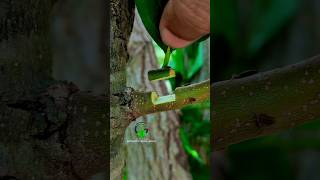 Budding and grafting fruit plants best technology [upl. by Clovah]