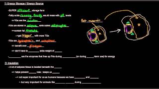 Lipids Part 4 of 11  Triacylglycerols  Triglycerides [upl. by Bradly]