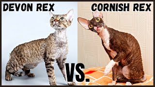 Devon Rex Cat VS Cornish Rex Cat [upl. by Atonsah]