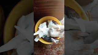 BREEDER PIGEONS ONLY🕊️🪺🐣subscribeshortvideoviralvideoforyoufypシ゚viralfyp [upl. by Ellertal]