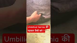 Umbilical hernia in calf l dr Umar khan [upl. by Kimbra]