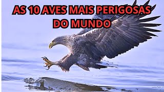 As 10 Aves Mais Perigosas do Mundo EM 2024 [upl. by Dulla]