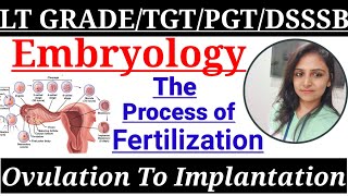 मुख्य सेविका TGT PGT HOME SCIENCE CLASSES OvulationToImplantation ProcessofFertilization [upl. by Ancelin]