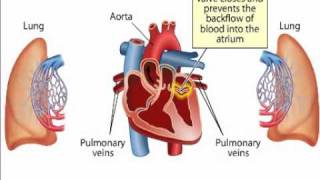 Blood circulation in Heart [upl. by Ceciley660]