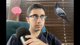 ASMR but I cure your brainrot with silly facts about pigeons [upl. by Rapp]