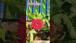 Cute Gerbera flower Terrace gardengardenflower [upl. by Gayler]