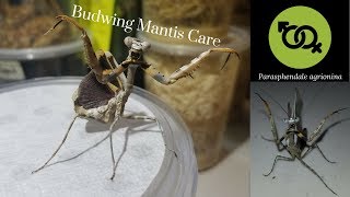 Budwing Mantis Care and Species Profile [upl. by Rame]